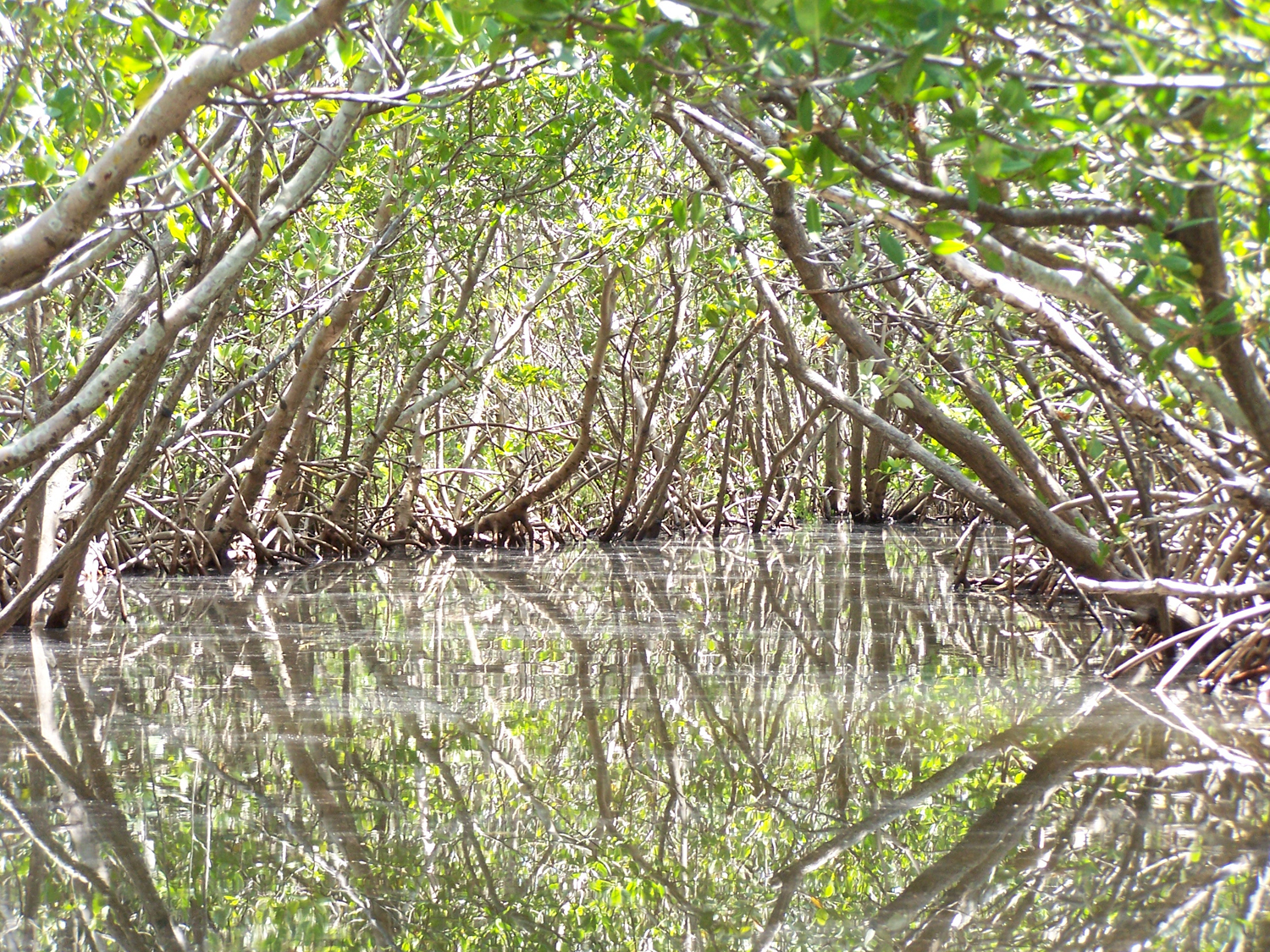 Mangrove Tunnels 3