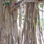 Banyan Roots 1