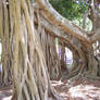 Banyan Roots 2