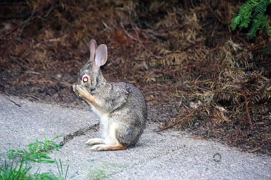 Baby Rabbit Praying PRAYING RABBIT AT NIGHT by OldieButGoodie on DeviantArt