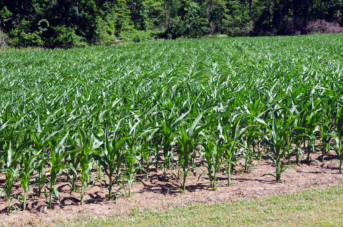 'WAVES' OF CORN by OldieButGoodie on DeviantArt