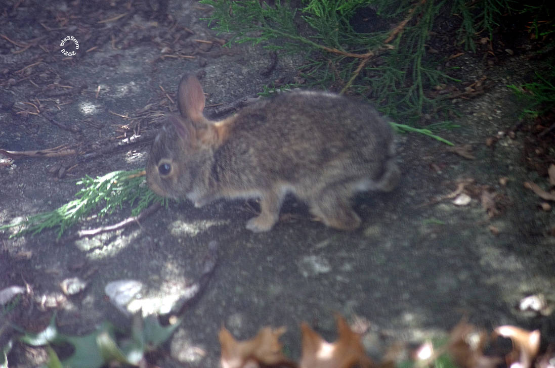 WHITE RABBIT - JEFFERSON AIRPLANE by OldieButGoodie on DeviantArt