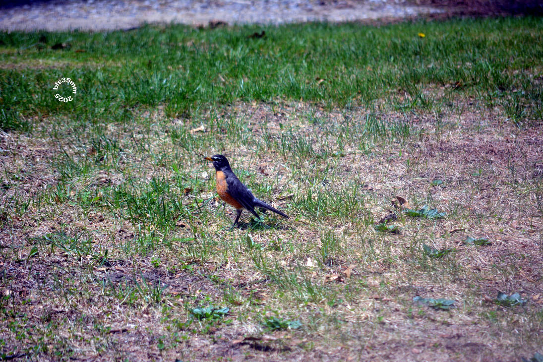 ROCKIN' ROBIN - BOBBY DAY by OldieButGoodie on DeviantArt