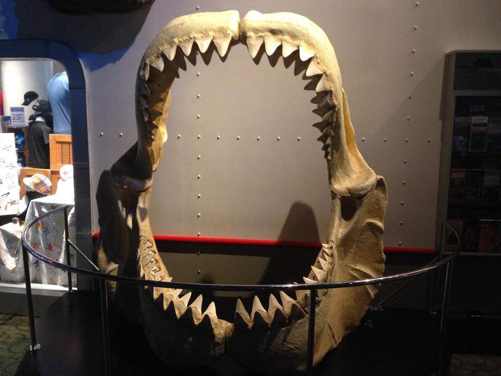 Megalodon Jaws by KrowBlackburnX20 on DeviantArt