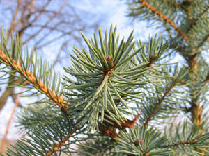 spruce's macro