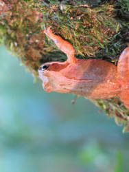 frog in the evening's sun ligh