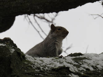 Cold Squirrel by corsacphoto