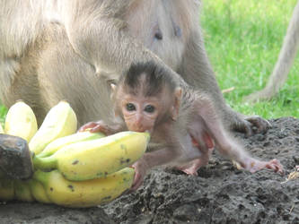 Temple Monkey