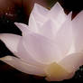 The Lotus Flower