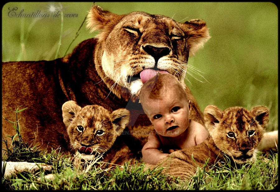 Montage Bebe Homme Avec Mamn Lionne By Catken On Deviantart Montage Bebe Homme Avec Mamn Lionne By Catken On Deviantart