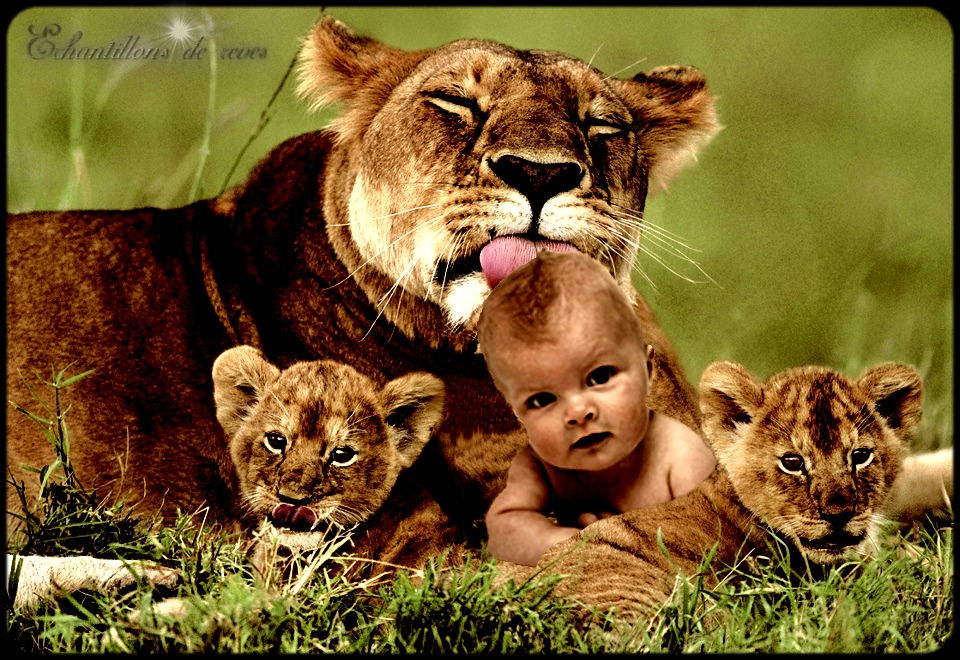 Montage Bebe Homme Avec Mamn Lionne By Catken On Deviantart Montage Bebe Homme Avec Mamn Lionne By Catken On Deviantart