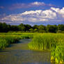 Pond near Tarnawatka