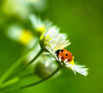 Ladybird by ironman80