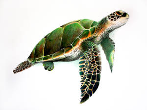 green turtle