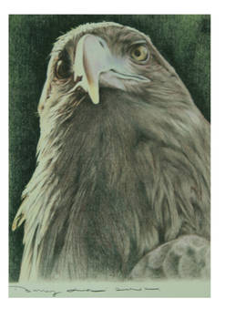 eagle