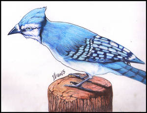 Blue Bird