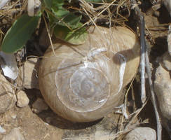 Desert Snail