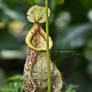 Carnivorous Plant 2