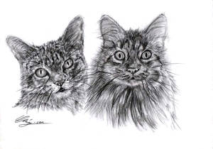 Portrait of Kittens