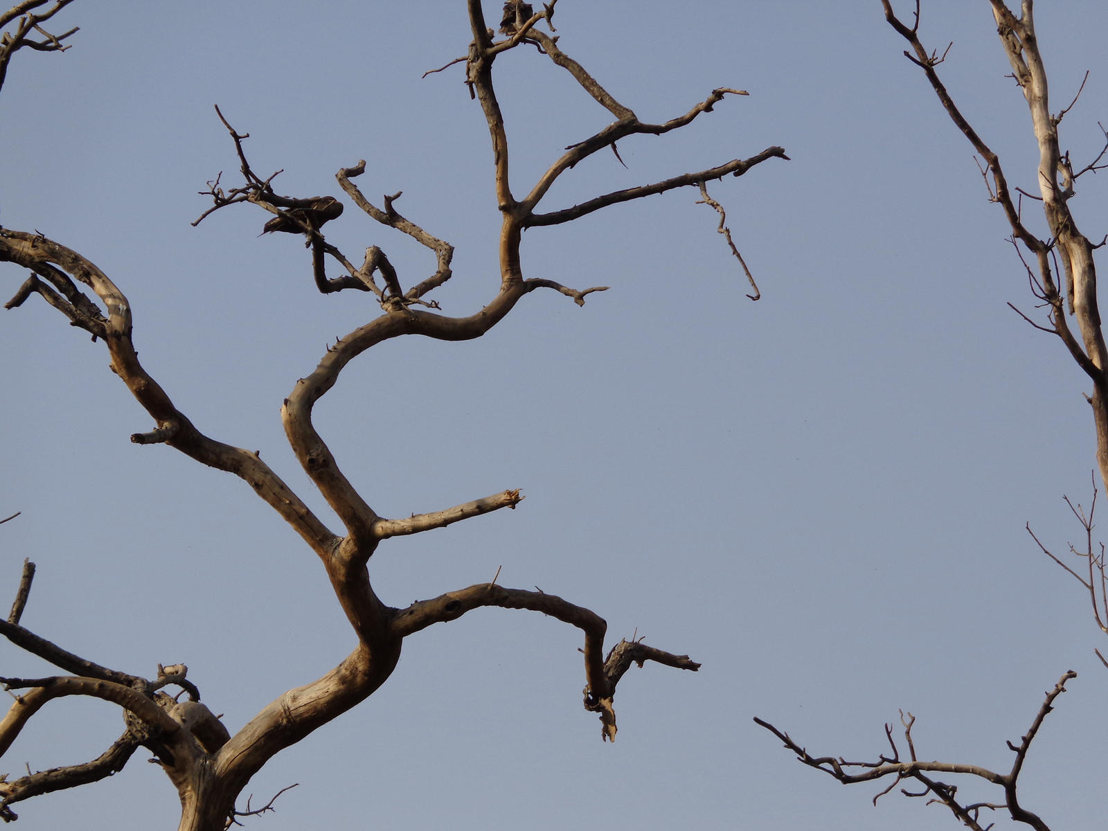 Tree-without-leafs