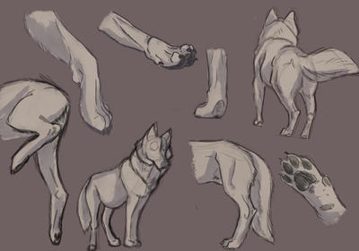 Wolf legs study