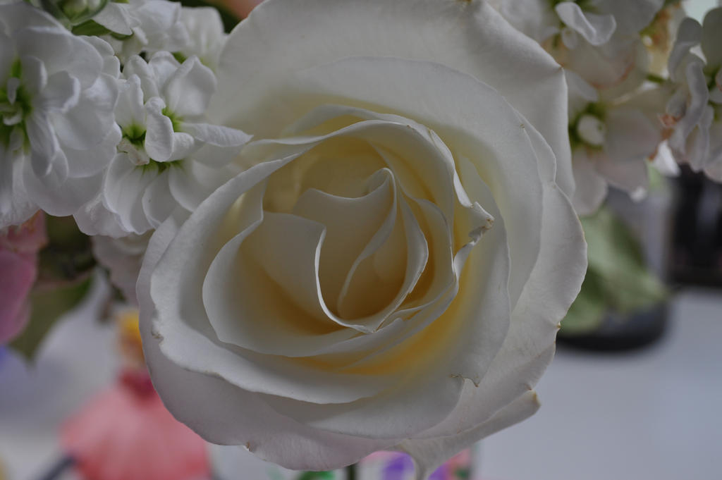Countdown Rose close up white rose by SailorEarth89 on DeviantArt