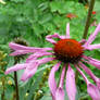 Echinacea