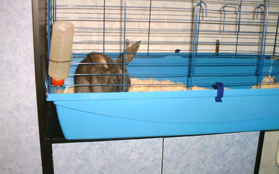 Mucki - my pet rabbit