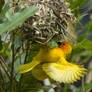 Weaver Bird