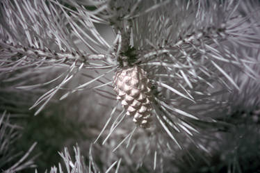 Pine Cone