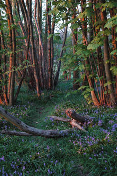 Bluebells and Deadwood