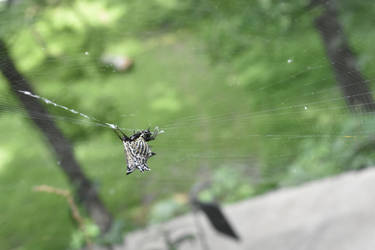 Spined Micrathena (Micrathena gracilis)