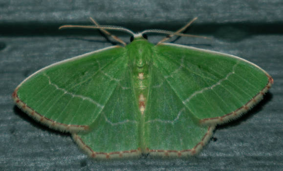 Red-fringed Emerald (Nemoria bistriaria)