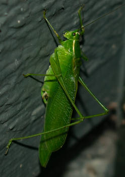 Scudder's Bush Katydid (Scudderia sp.)