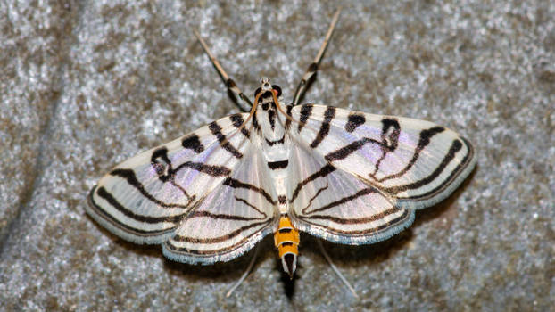 Zebra Conchylodes Moth (Conchylodes ovulalis)