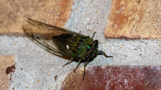 Dog-day Cicada (Neotibicen sp.)