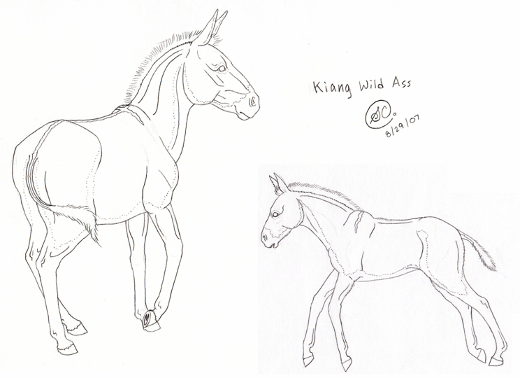 Kiang Wild Ass + Foal Lineart