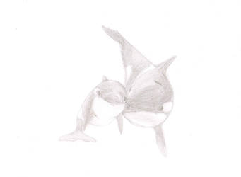 Orca Sketch