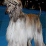 Afghan Hound