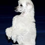 Dancing Poodle