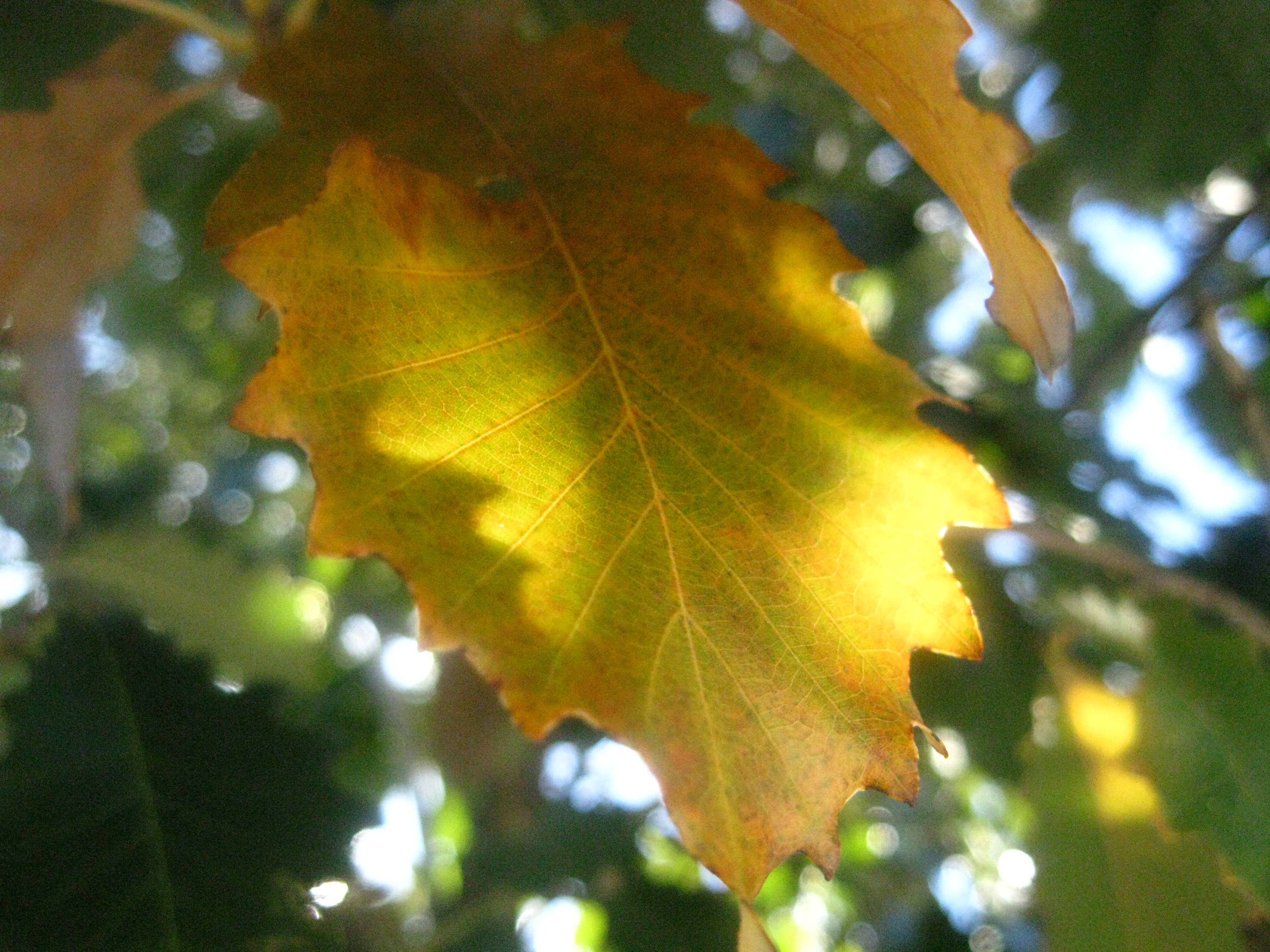 Autumn leaf