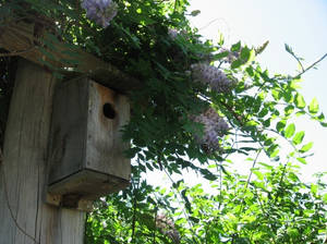 Birdhouse and Wisteria