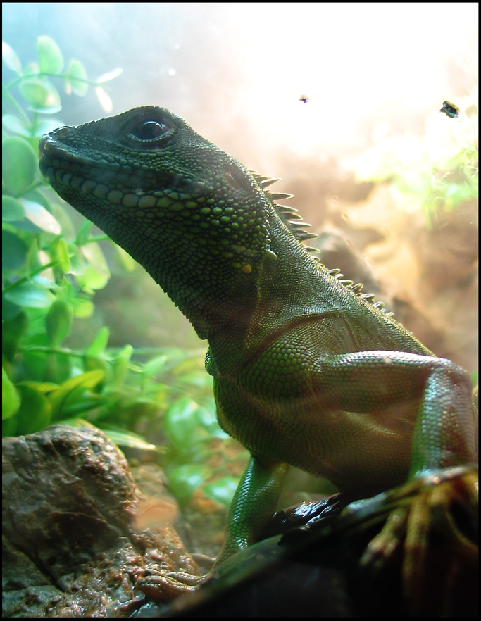 Iguana