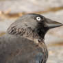 Jackdaw