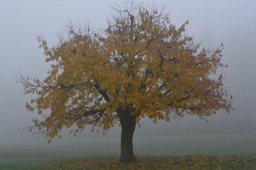 Fall Shoots