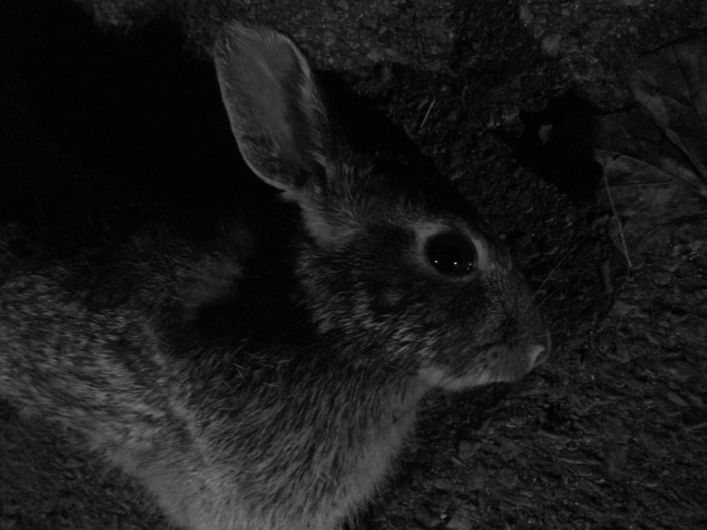 dead rabbit stare by NagaRasa on DeviantArt