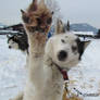 Hello! (2012/2013 dogsled race)