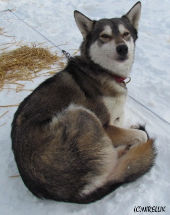 Huh?  (2012/2013 dogsled race)