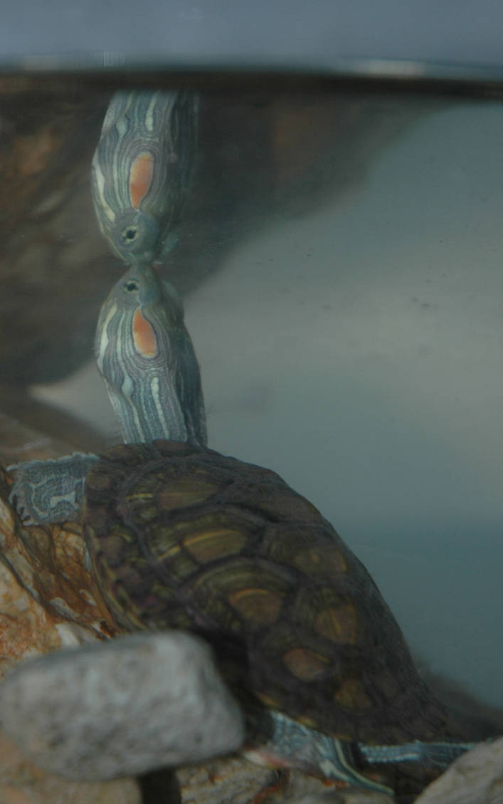 Quantum Turtle quantum leap turtle.. by boredbeyondbelief on DeviantArt