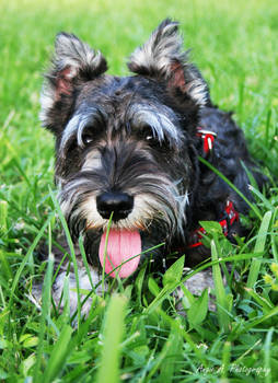 Ozzy the Schnauzer